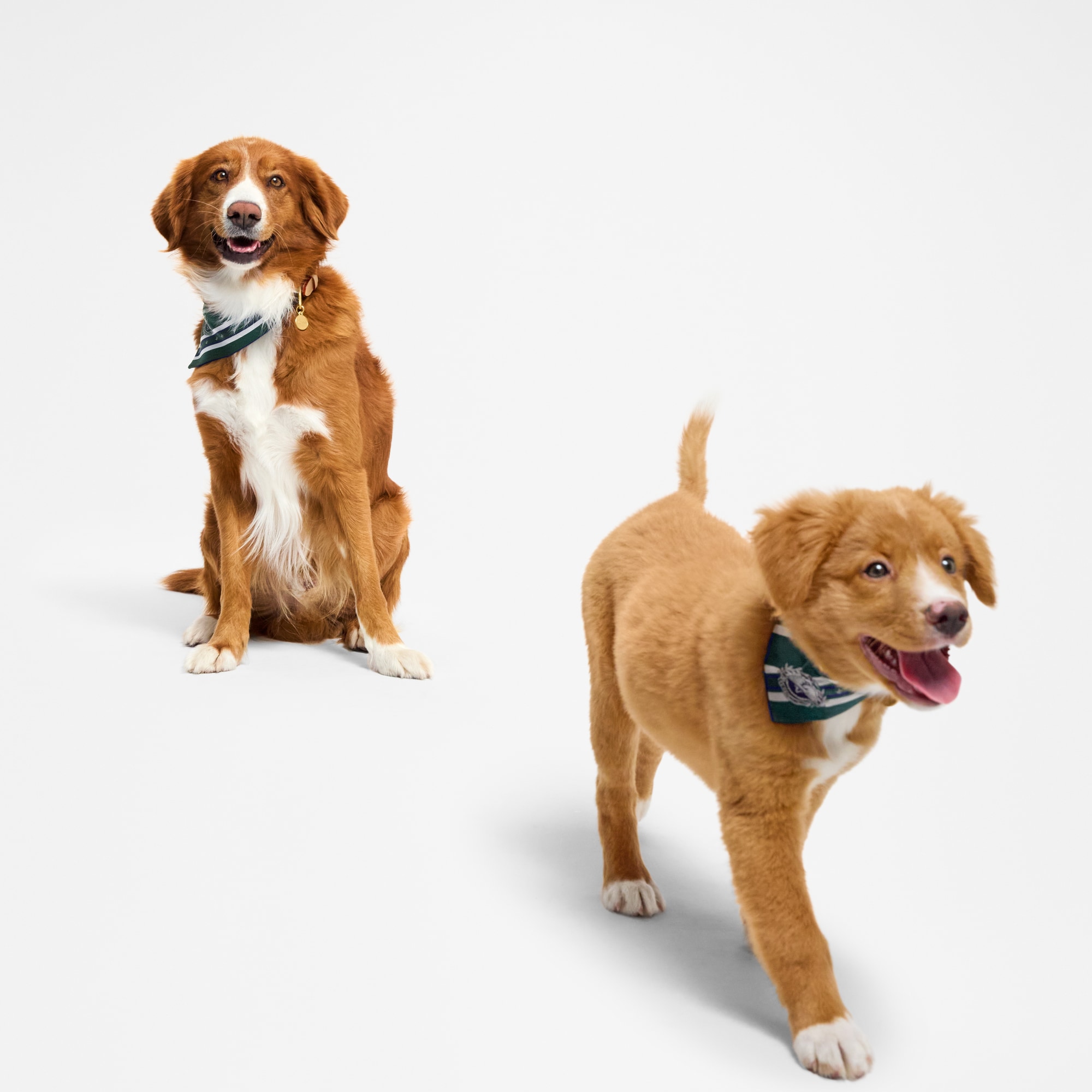 Dog Bandana PM - Pets Accessories | LOUIS VUITTON